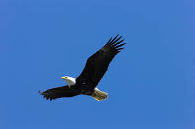Eagle