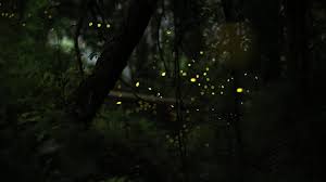 Fireflies